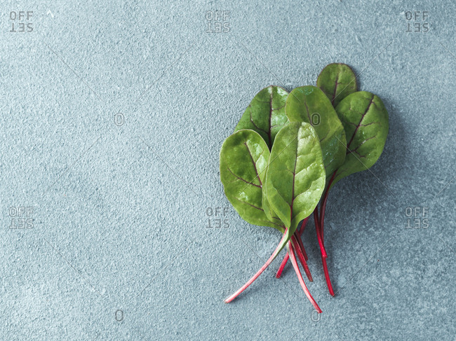 Bunch of fresh green chard leaves or mangold salad leaves on gray stone background. Flat lay or top view fresh baby beet leaves, copy space for text