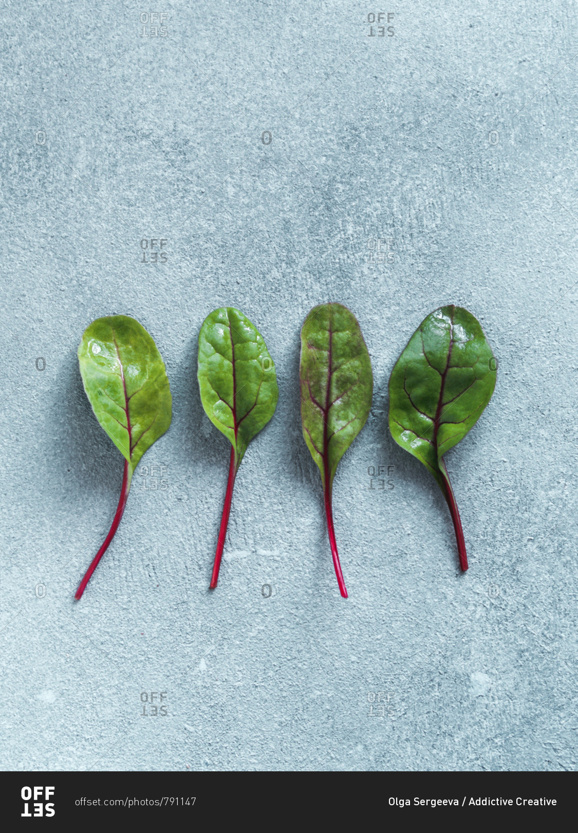 Set of four fresh green chard leaves or mangold salad leaves on gray stone background. Flat lay or top view fresh baby beet leaves. Vertical.