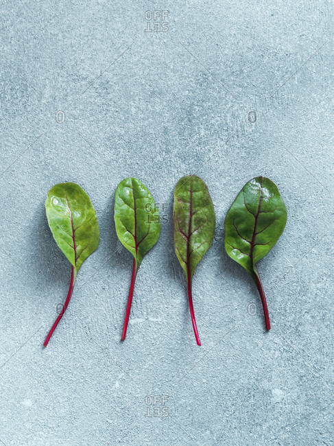 Set of four fresh green chard leaves or mangold salad leaves on gray stone background. Flat lay or top view fresh baby beet leaves. Vertical.