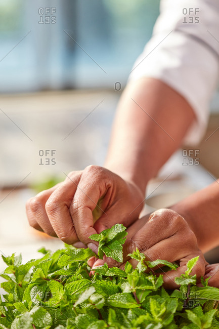 Woman's hands tear fresh natural green mint for preparing homemade tea at the kitchen table against window. Close up. Concept of preparing craft natural sweets.