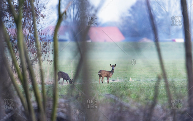 Two young male deer grazing in a field