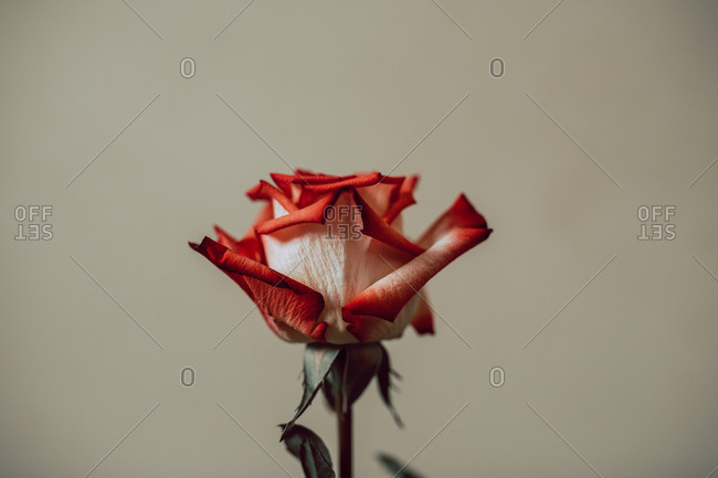 One single red and white rose