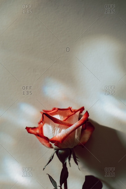 A single red and white rose