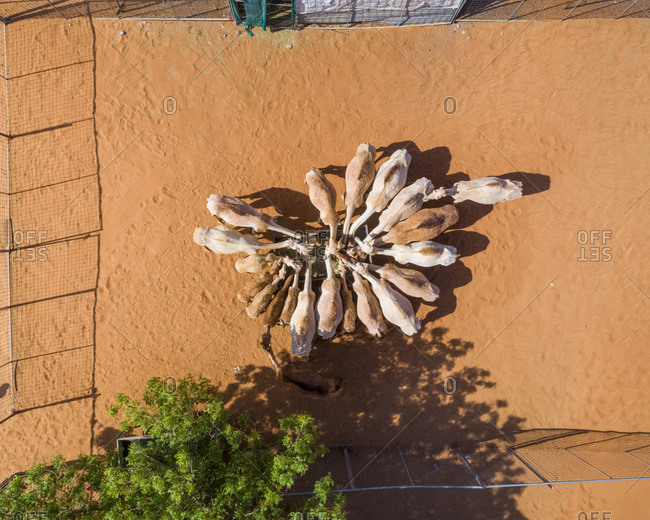 Aerial view of group of goats eating on desert landscape, Abu Dhabi, U.A.E