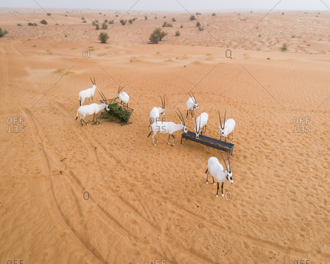 Aerial view of group of goats eating on desert landscape, Abu Dhabi, U.A.E