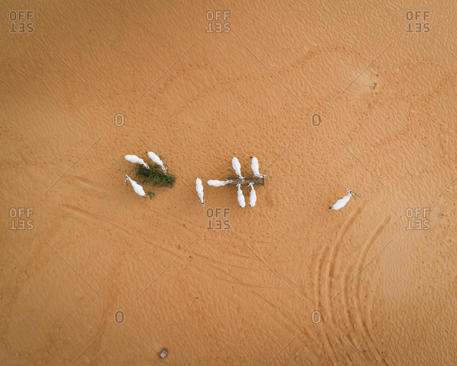 Aerial view above of group of goats eating on desert landscape, Abu Dhabi, U.A.E