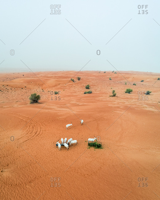 Aerial view of group of goats eating on desert landscape, Abu Dhabi, U.A.E