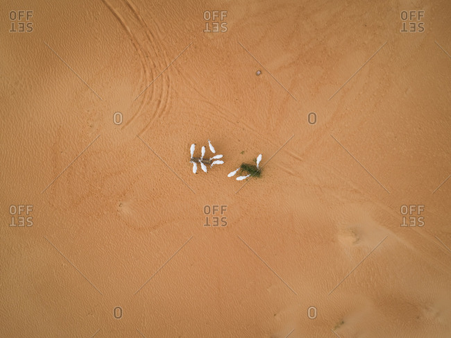 Aerial view above of group of goats eating on desert landscape, Abu Dhabi, U.A.E