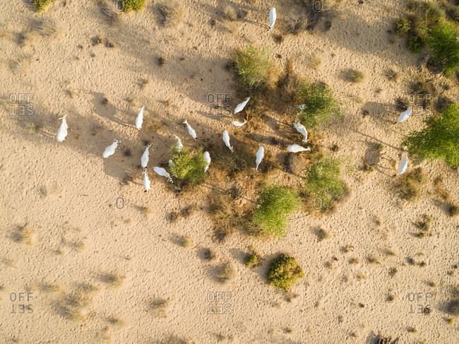Aerial view of group of goats eating on desert landscape, Abu Dhabi, U.A.E