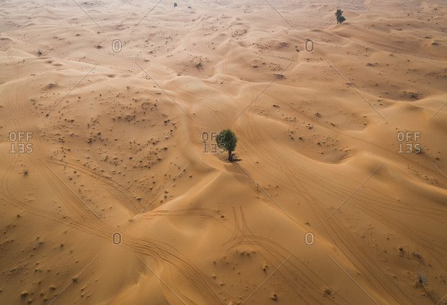 Aerial view of a single tree growing on the middle of desert, U.A.E.
