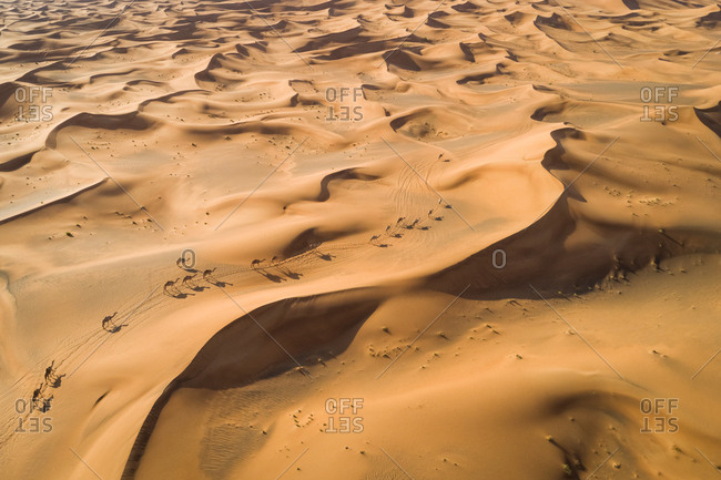 Aerial view group of camels wandering together at a desertic landscape, U.A.E.