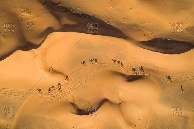 Aerial view above of group of camels wandering together at a desertic landscape, U.A.E.