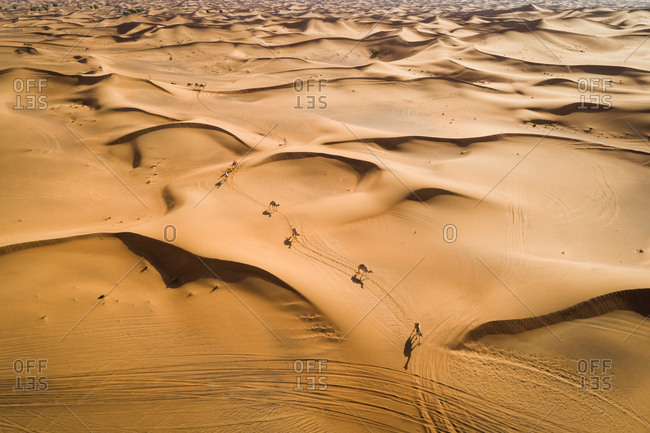 Aerial view group of camels wandering together at a desertic landscape, U.A.E.