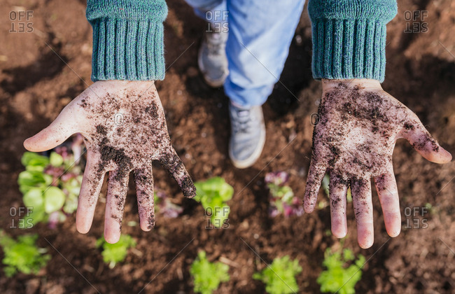 Boy showing messy hands- full of soil- after planting seedlings