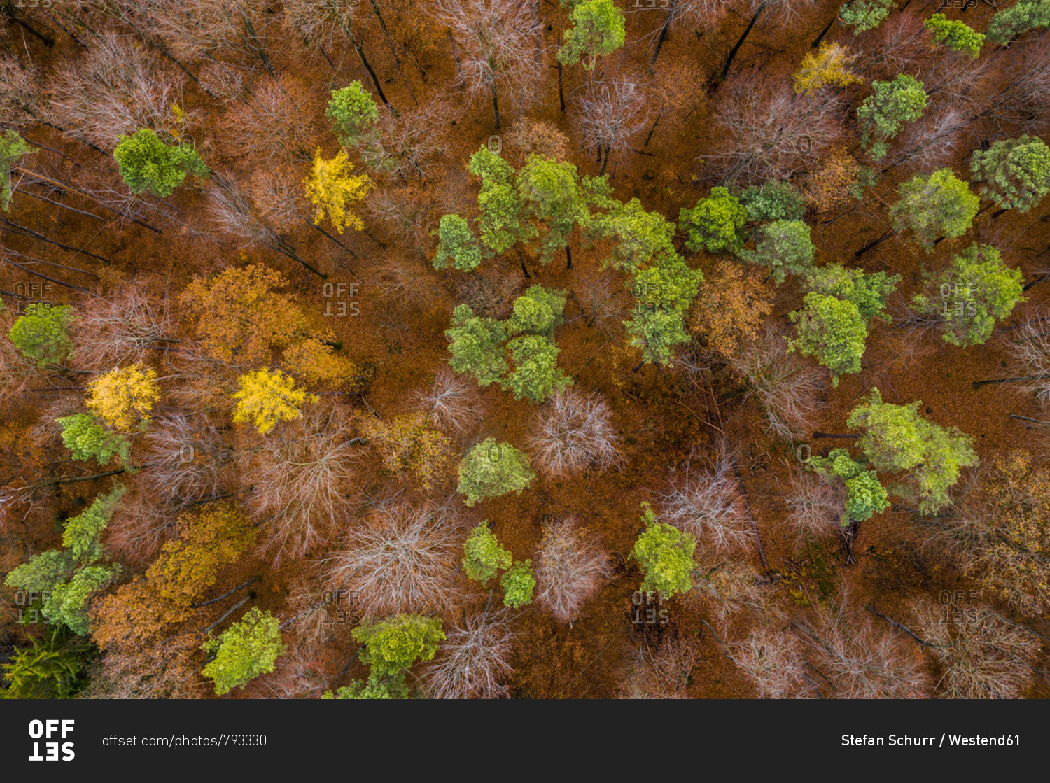 Germany- Baden-Wuerttemberg- Swabian Franconian forest- Aerial view of forest in autumn from above