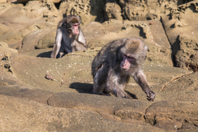 Barbary macaque monkies climbing on rocks