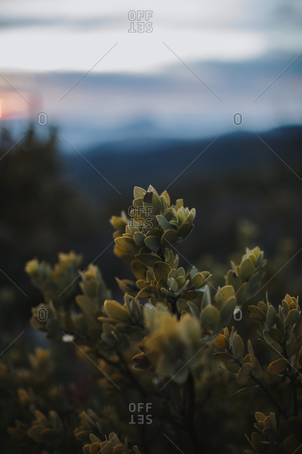 Close up of a leafy plant