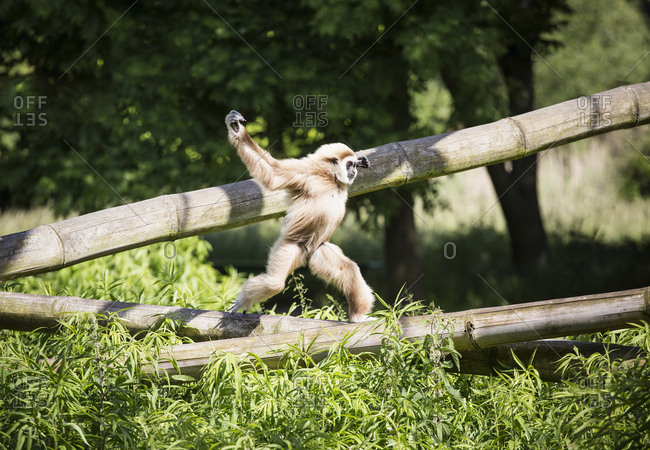 Monkey running on bamboo in sunny zoo