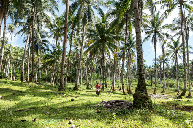 Man driving a motorbike between palm trees in Siargao, Philippines