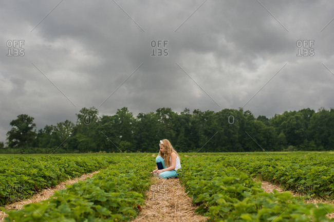 Little girl picking strawberries under dark cloudy sky