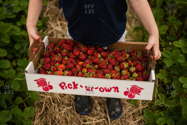 Close up of a little girl showing box of strawberries she picked