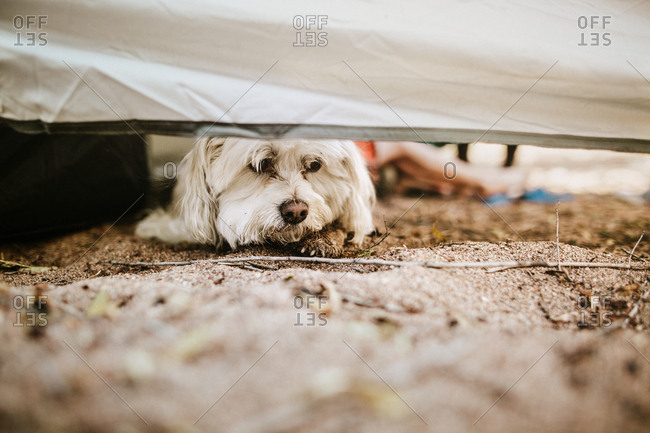 Dog peaking out from under tent