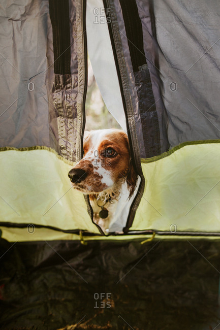 Dog peaking out from tent