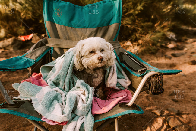 Furry white dog sitting on camping chair with towels