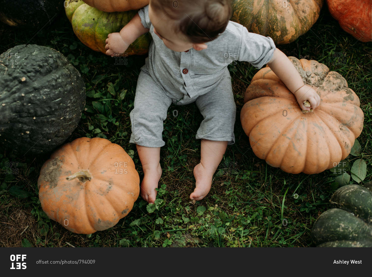 pumpkin 12s