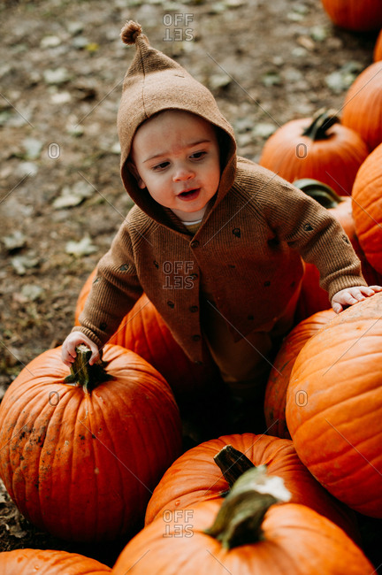 brown pumpkin sweater