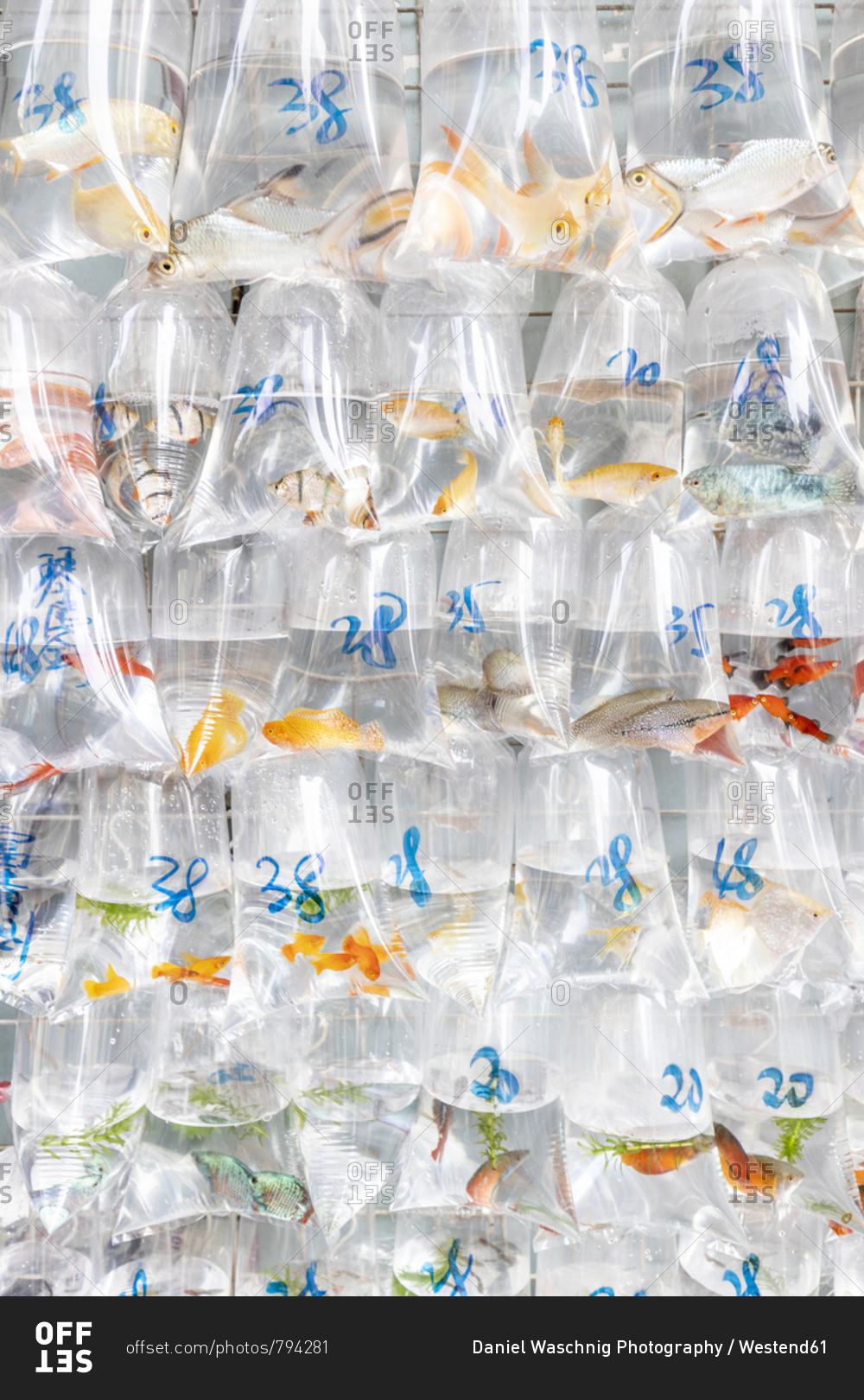 China- Hongkong- Goldfish Market- goldfish in plastic bags for sale