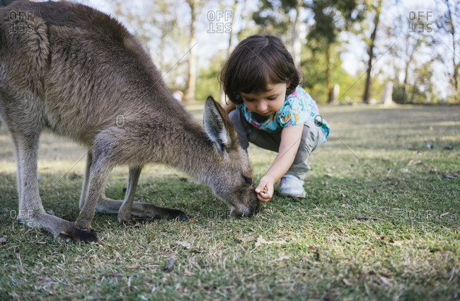 Australia- Brisbane- little girl feeding kangaroo