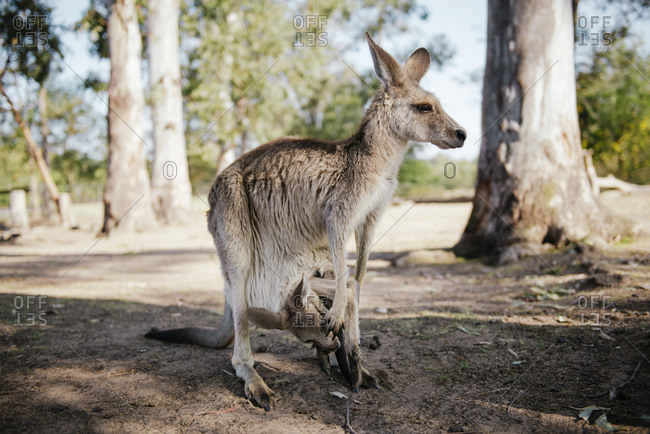 baby kangaroo cute