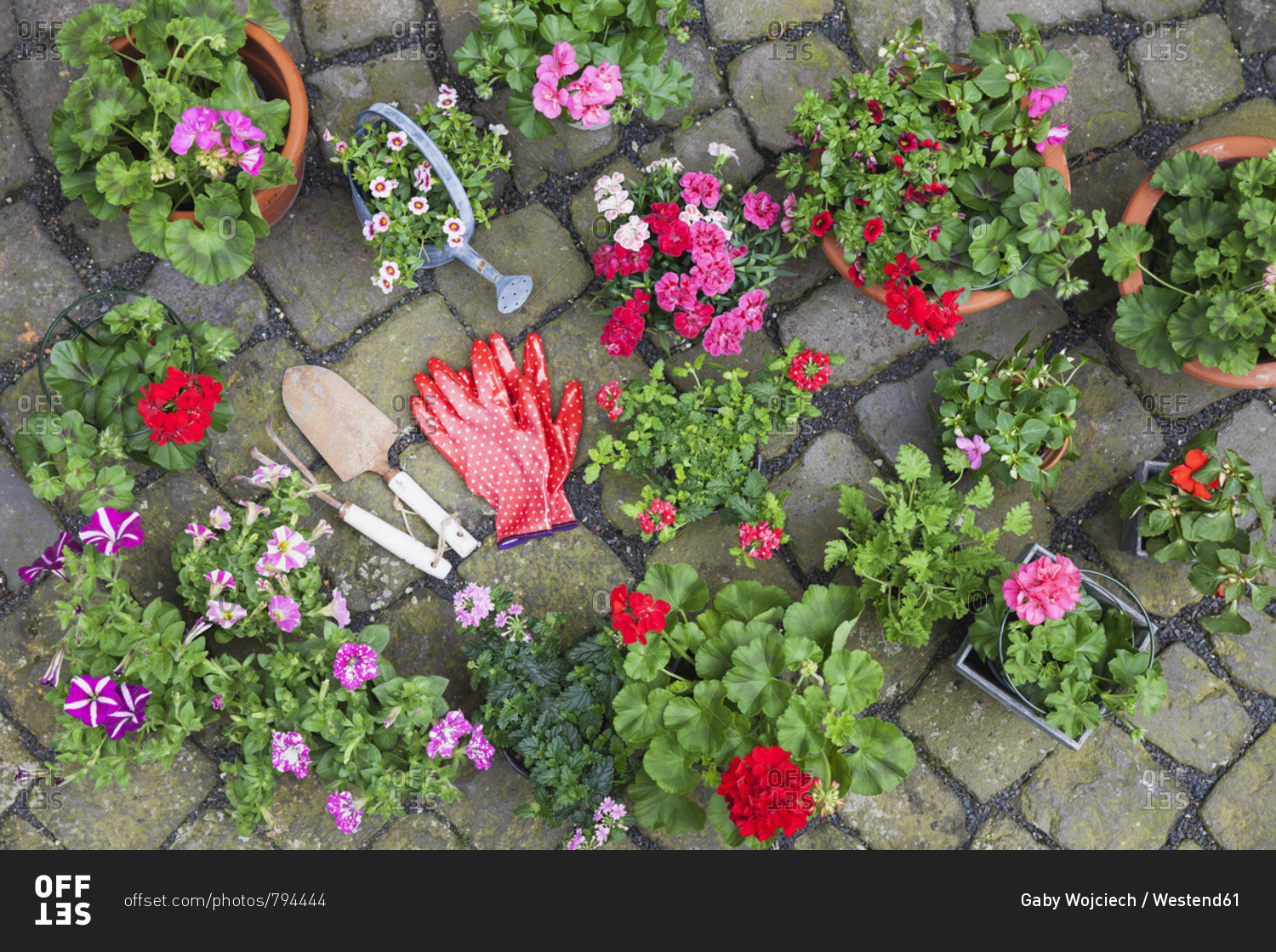 Various potted spring and summer flowers- gardening tools and gloves on cabblestone pavement- top view