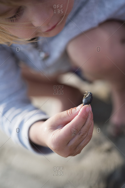Little girl examining a seashell on the beach