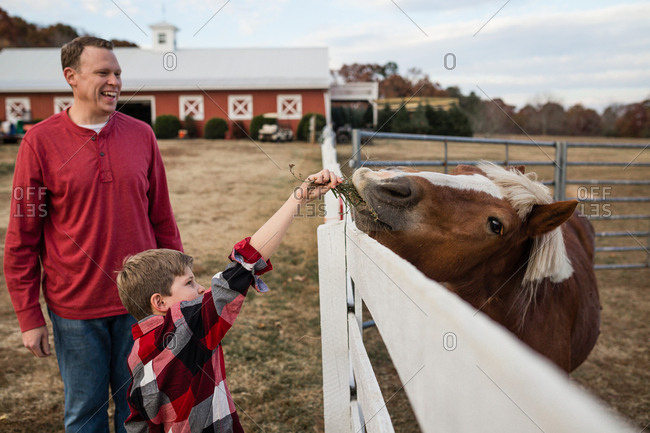 Boy feeding a horse