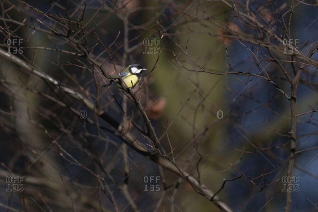 Great tit on a tree branch