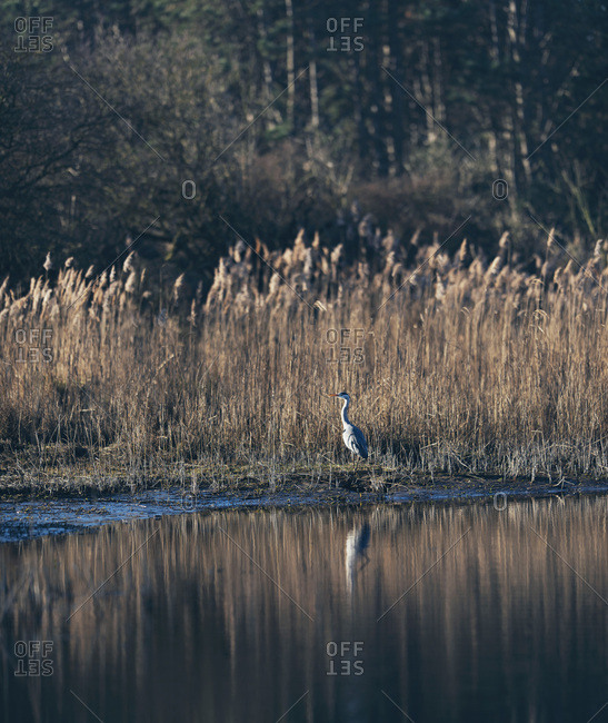 Gray heron standing on water's edge