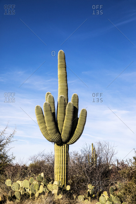 One big cactus in the midst of small little cactuses in the desert with the sky in the background.