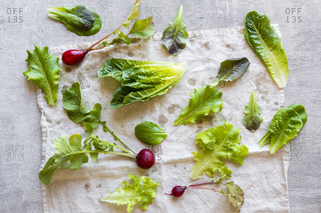 Overhead view of a variety of lettuce leaves