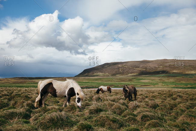 Three Icelandic horses grazing in the countryside