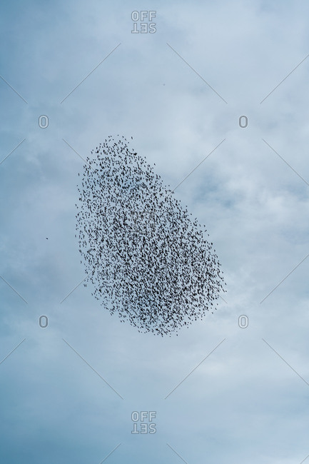 Huge flock of birds flying against cloudy sky while migrating