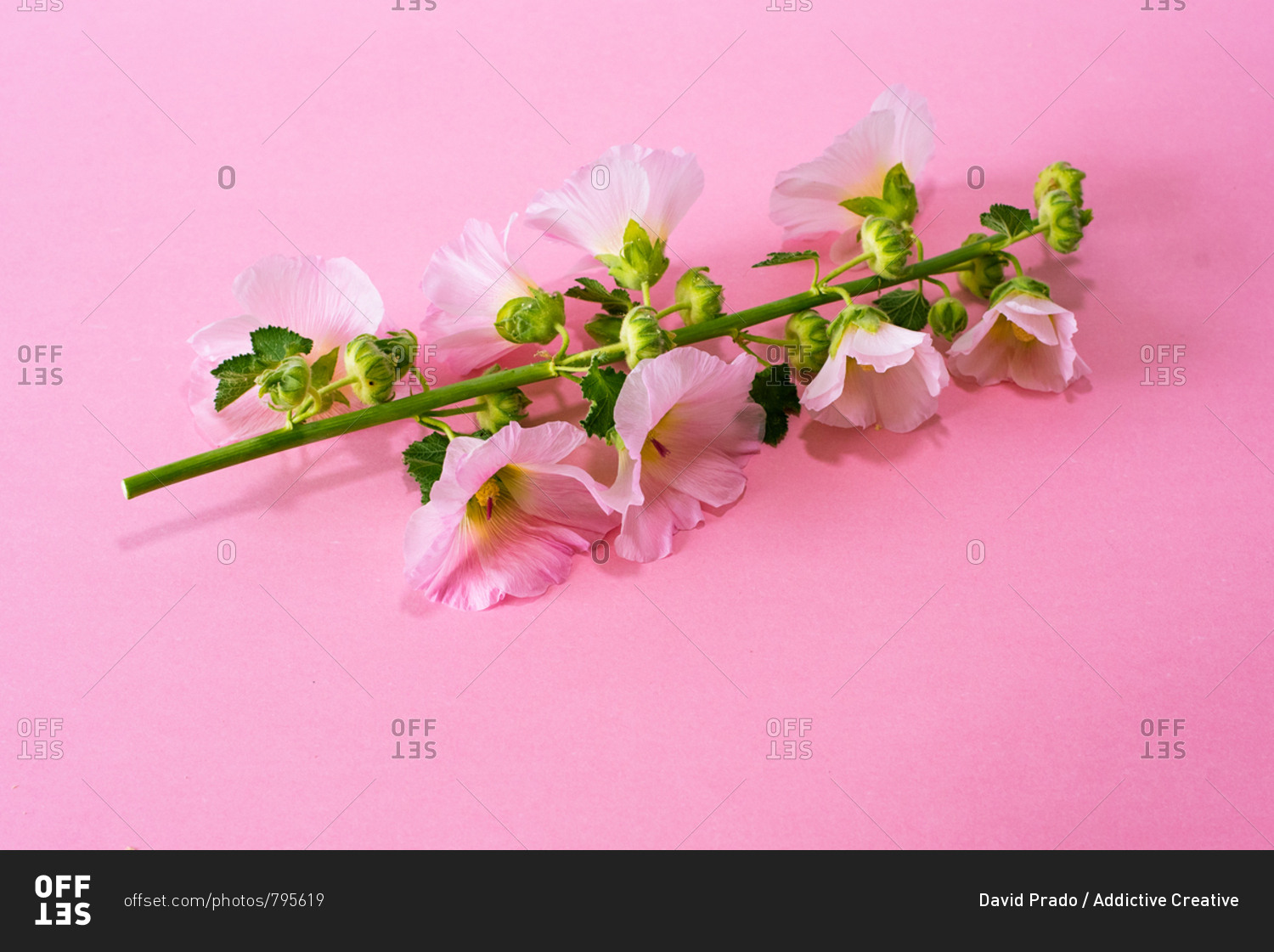 Pink flowers in a pink background
