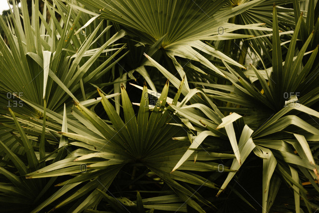 Closeup big verdant fresh exotic foliage growing in tropical forest