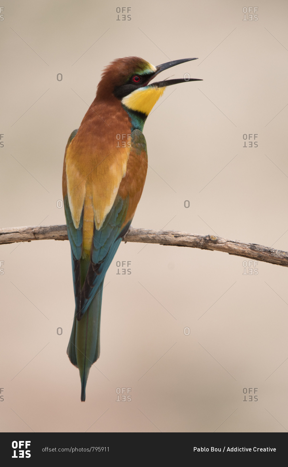 Bird standing on tree branch