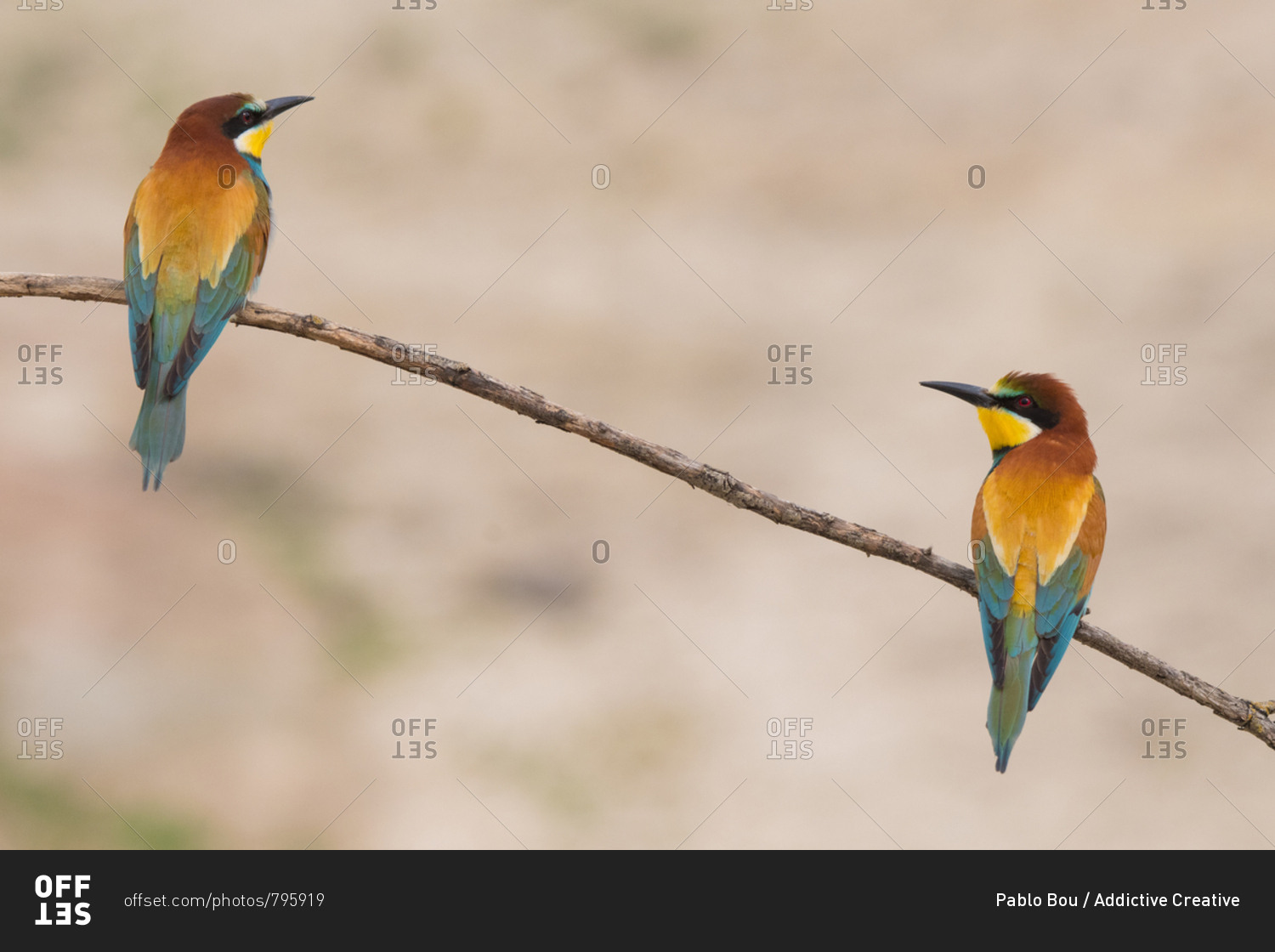 Birds standing on tree branch