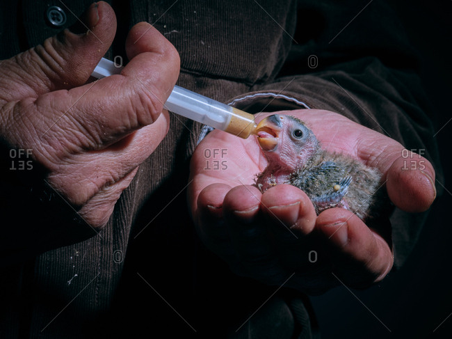 Crop hands feeding lovebird chick