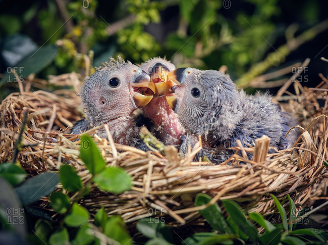 Three cute lovebird chicks sitting in small nest amidst green grass