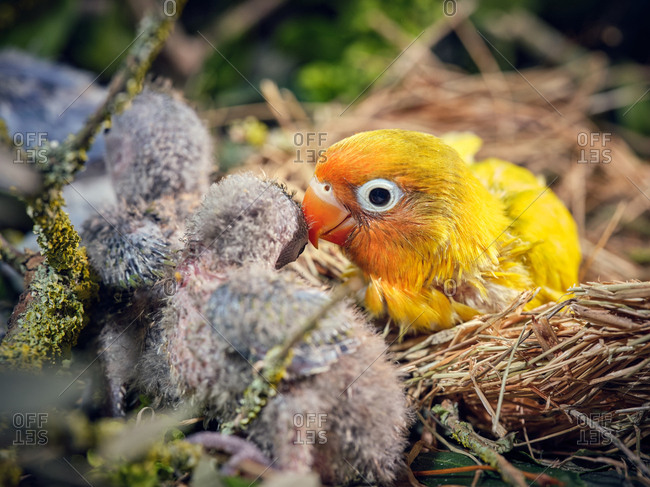 Bright lovebird with tiny gray chicks sitting in straw nest in grass