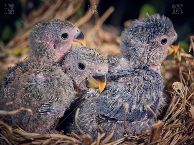 Bright lovebird with tiny gray chicks sitting in straw nest in grass